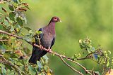 Scaly-naped Pigeon